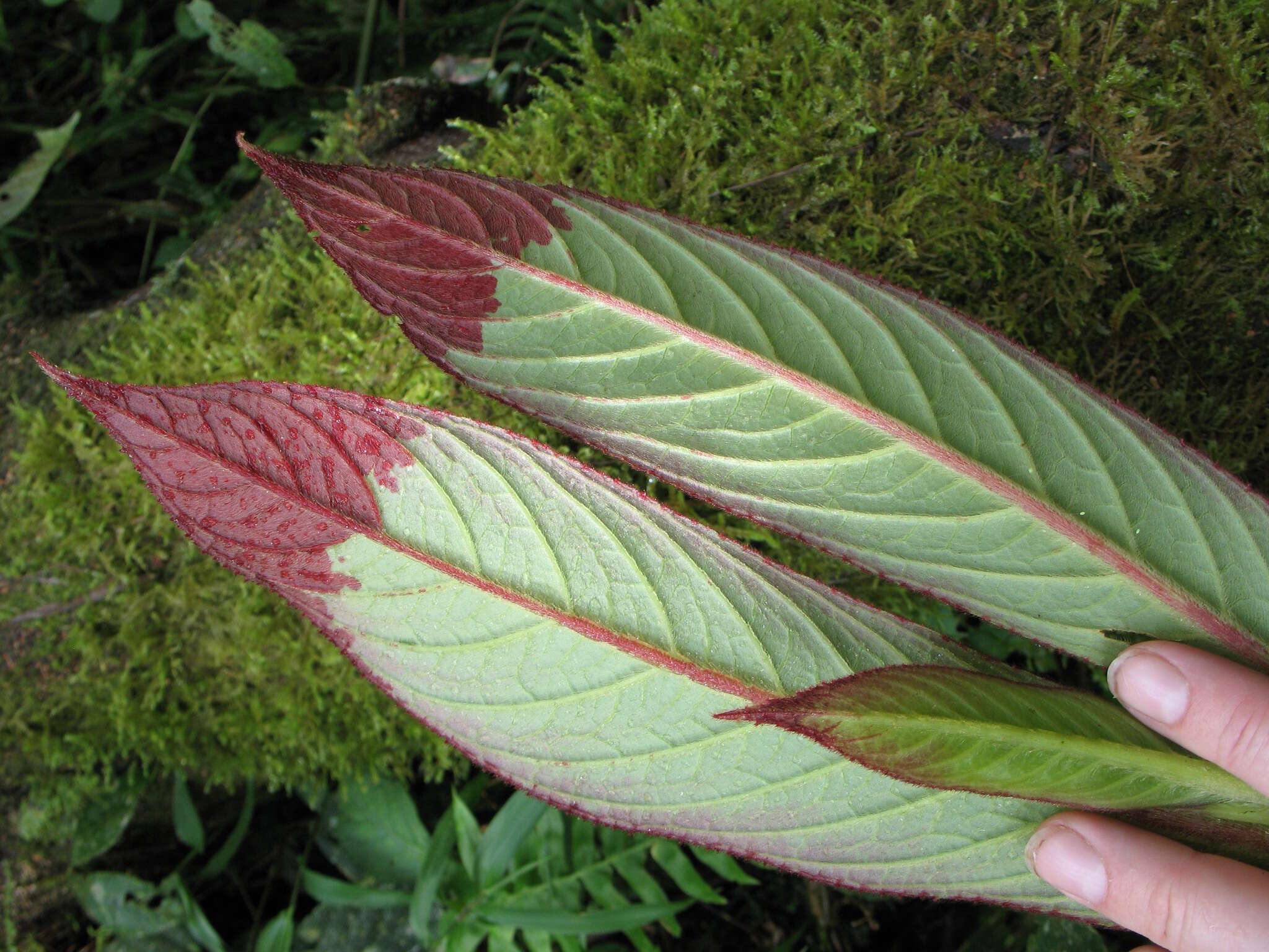 Image of Columnea eburnea (Wiehler) L. P. Kvist & L. E. Skog