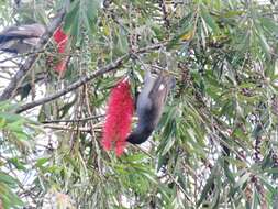 Image of Long-tailed Sibia