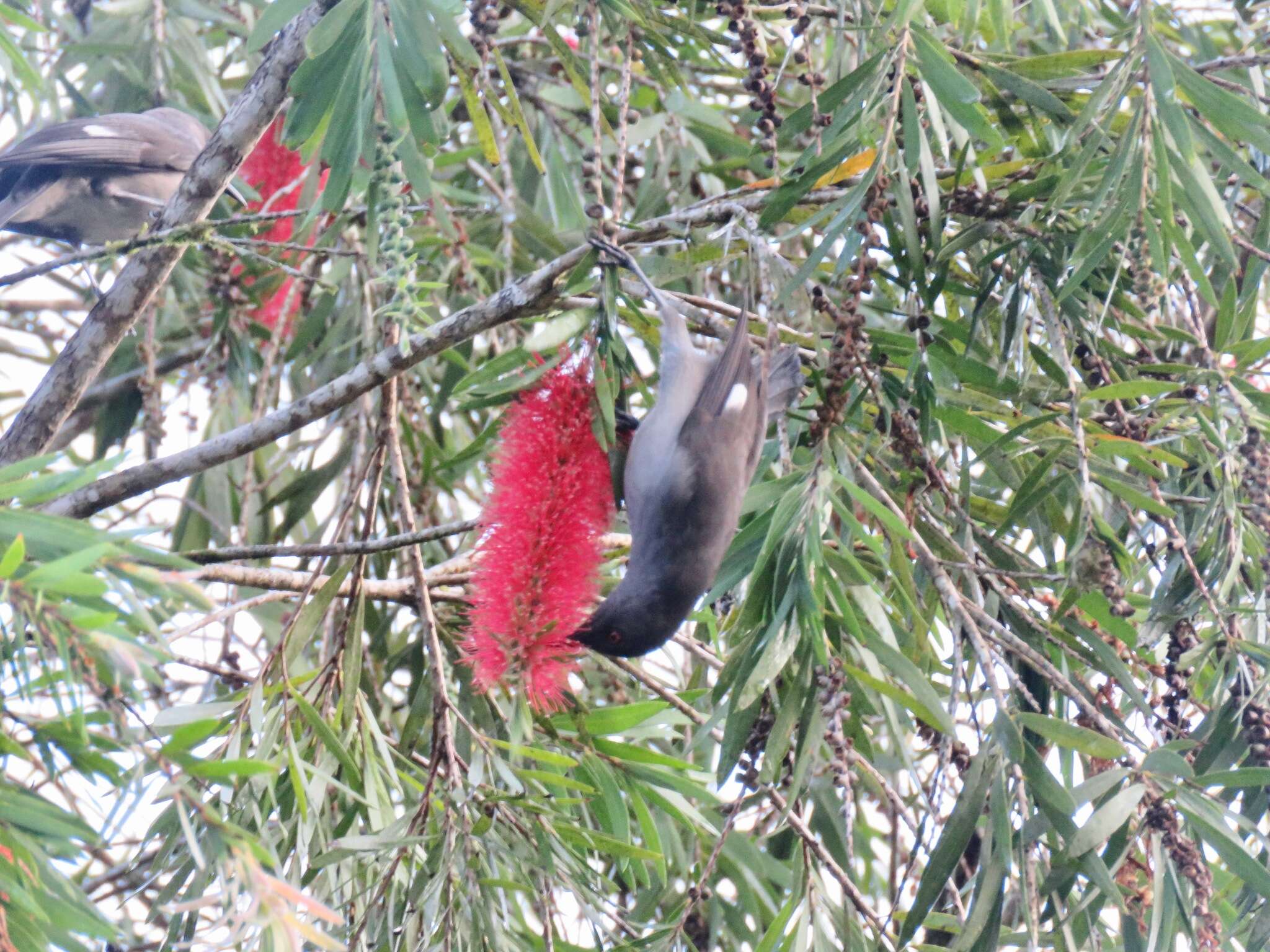 Image of Long-tailed Sibia