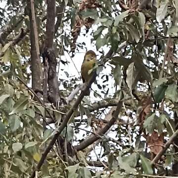 Image of Bar-throated Minla