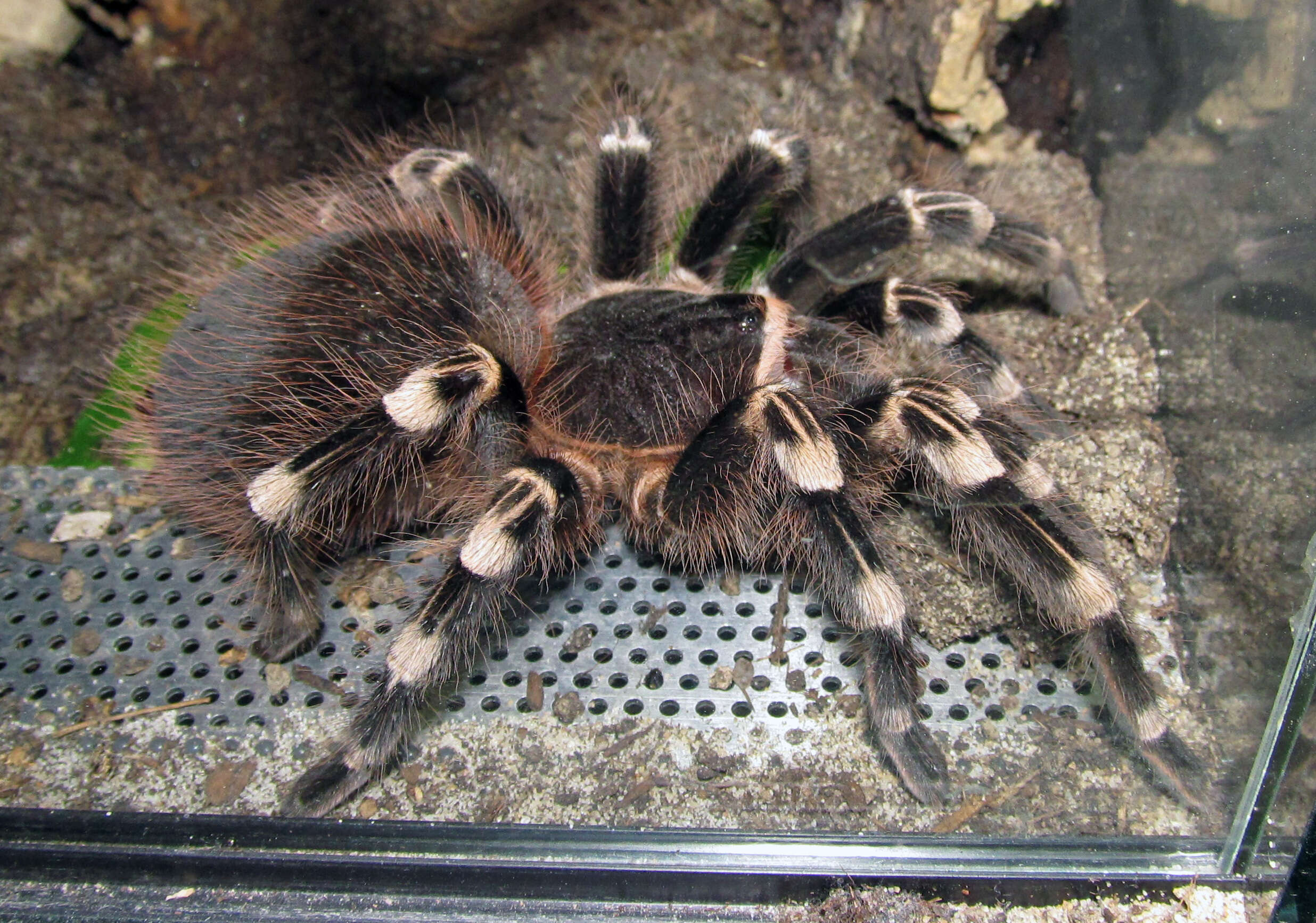 Image of Brazilian Whiteknee Tarantula