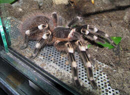 Image of Brazilian Whiteknee Tarantula