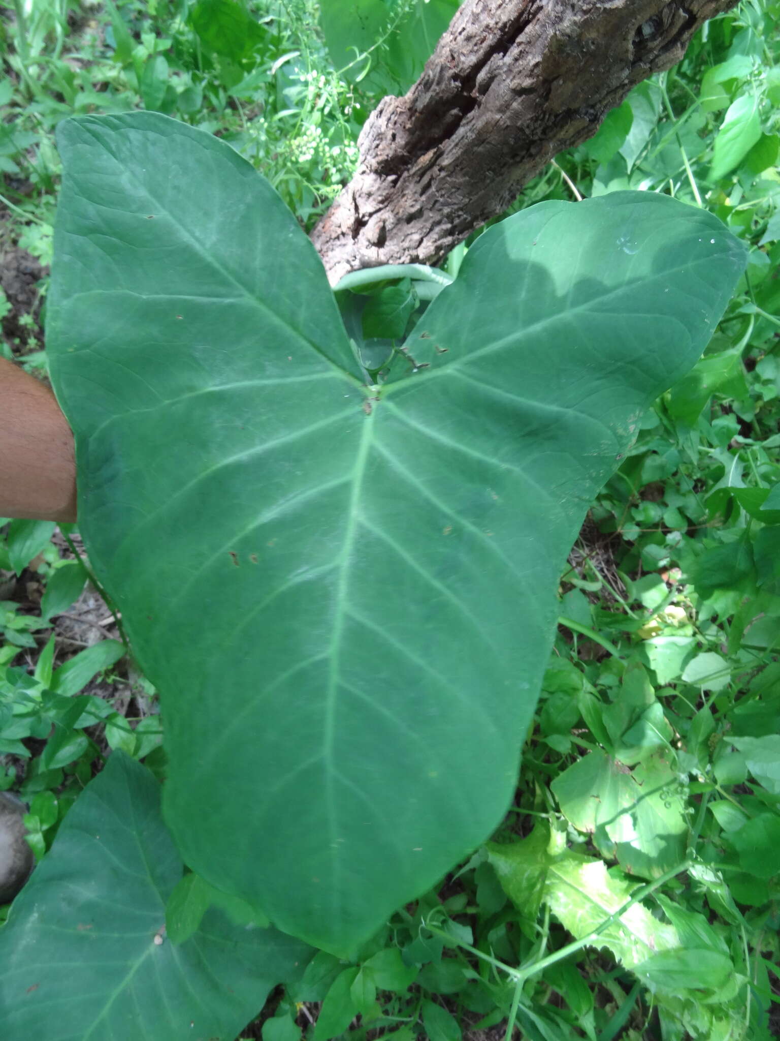 Image of Xanthosoma sagittifolium (L.) Schott