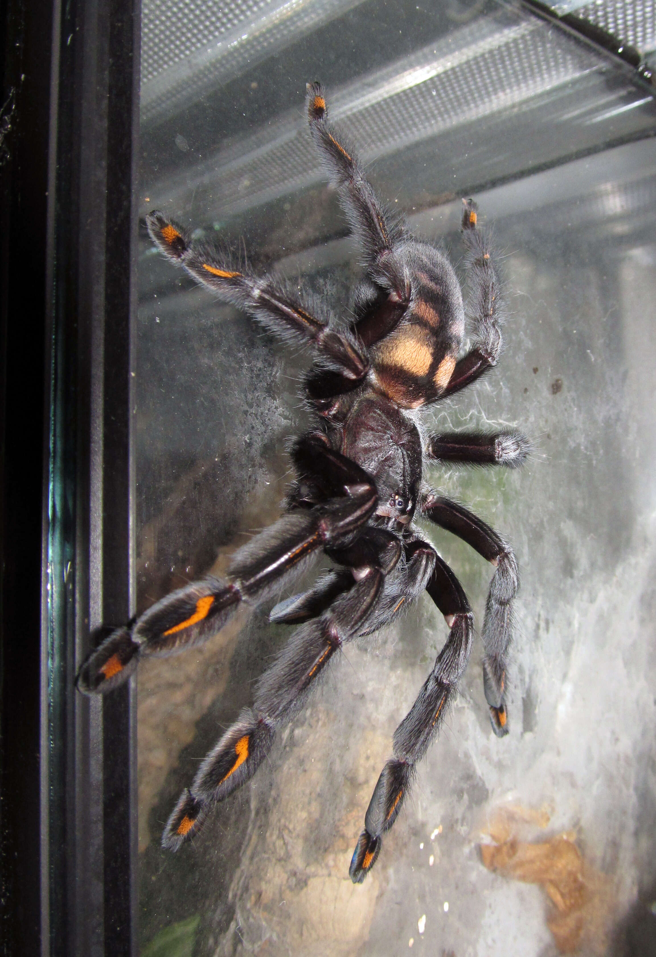 Image de Psalmopoeus irminia Saager 1994