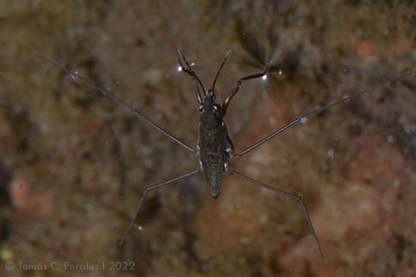 Image of Eurygerris fuscinervis (Berg 1898)