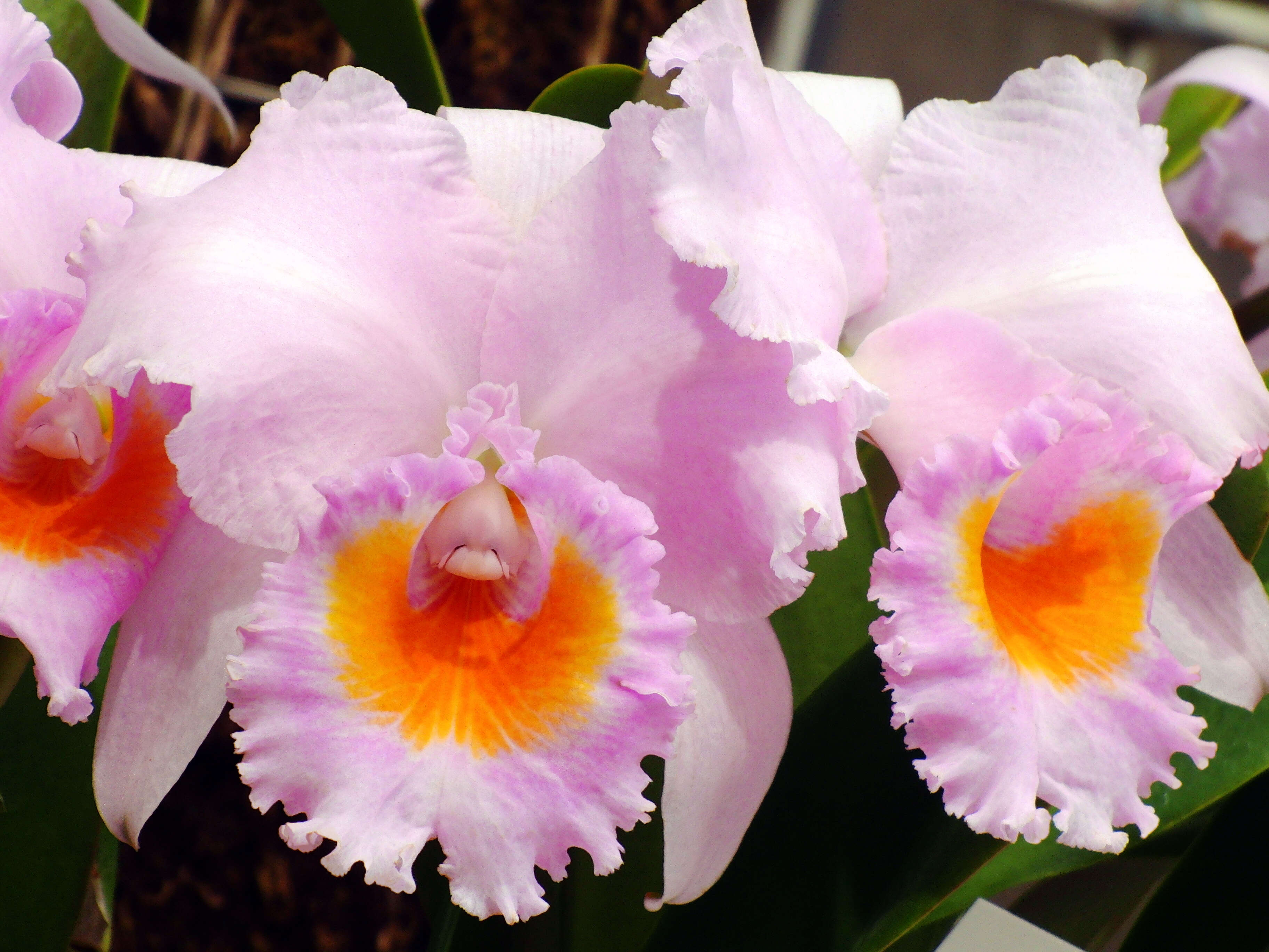 Image of Cattleya schroederae (Rchb. fil.) Sander