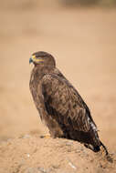 Image of Steppe Eagle