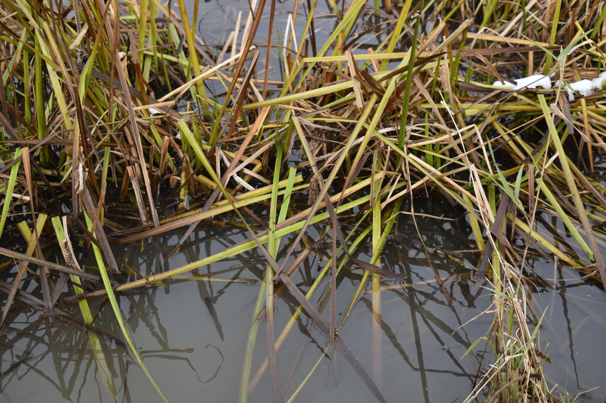 Imagem de Acorus calamus var. americanus Raf.