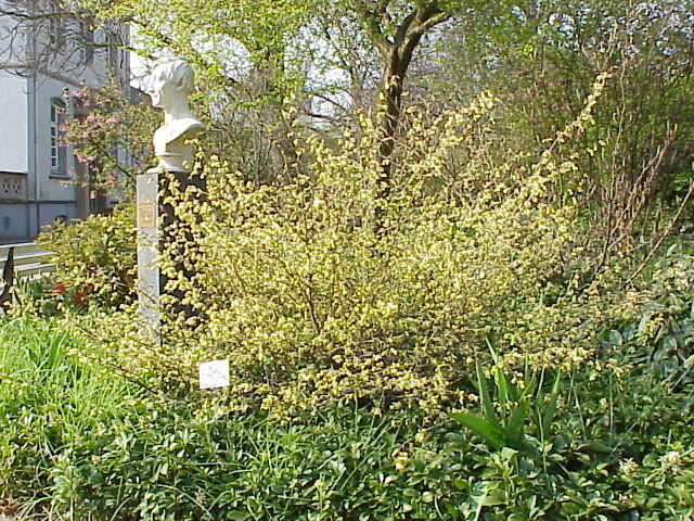 Image of Buttercup winter-hazel