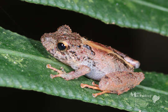 Image of Pristimantis bicantus Guayasamin & Funk 2009