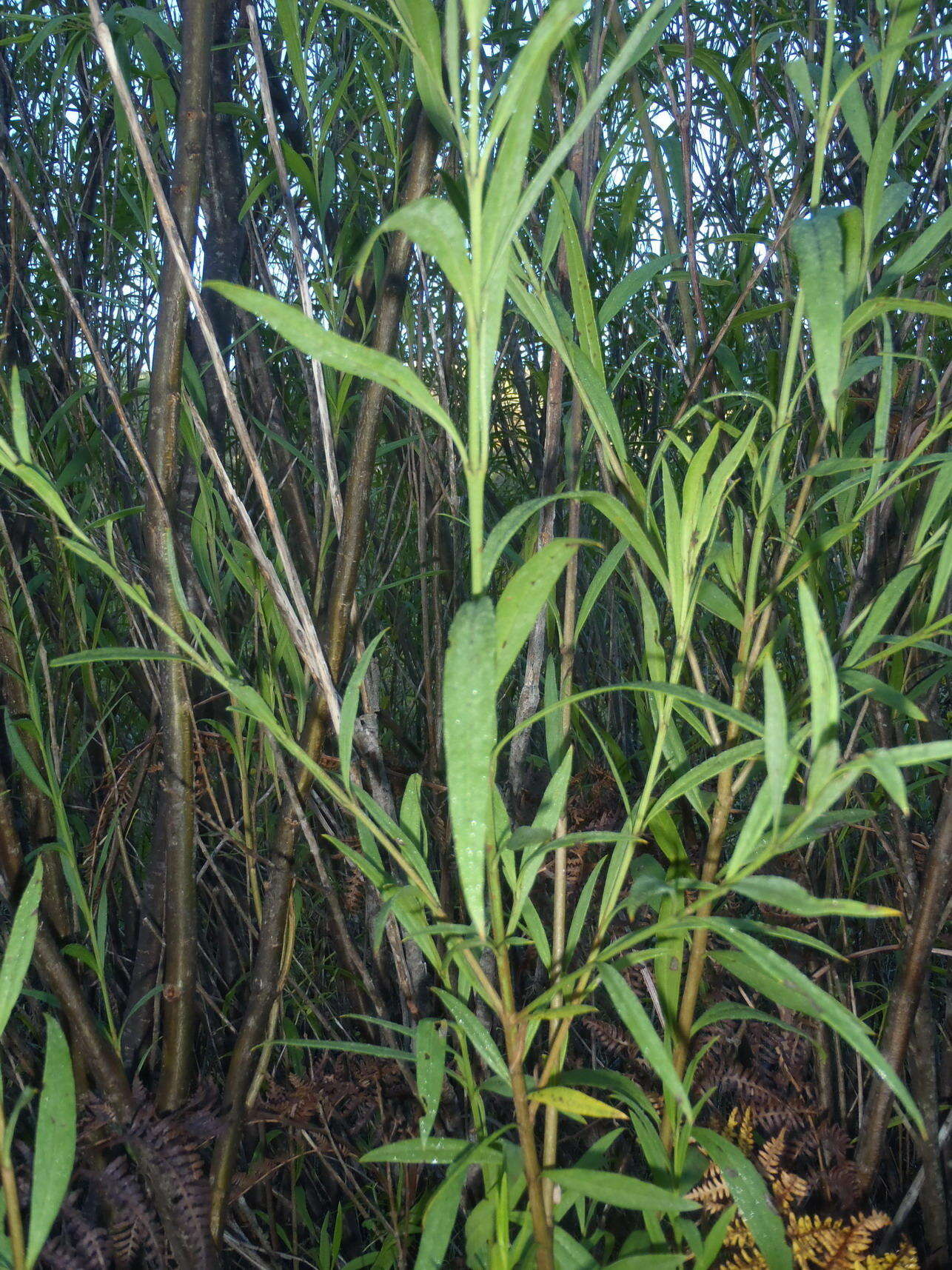 Imagem de Freylinia lanceolata (L. fil.) G. Don