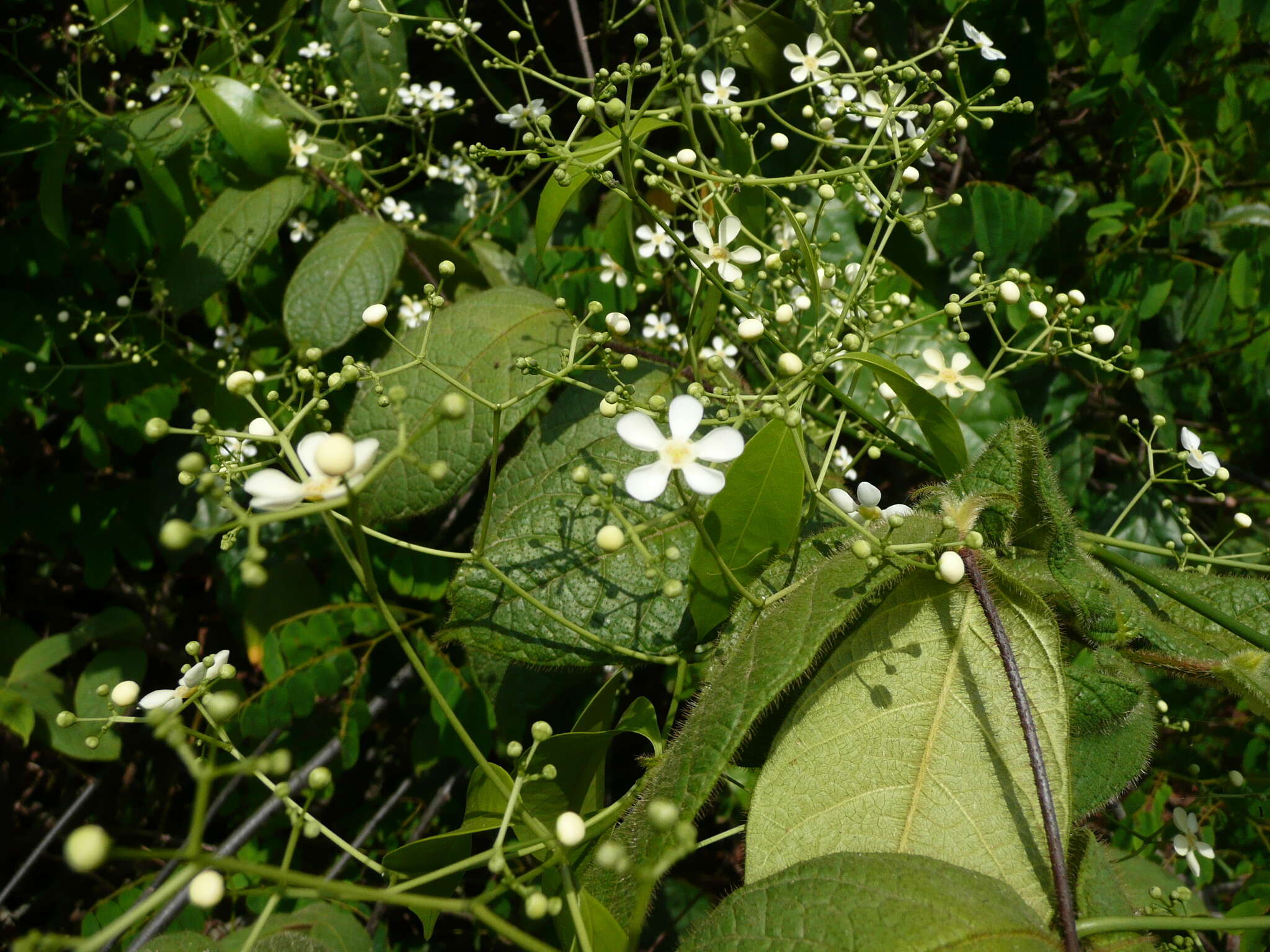 Image of Cuervea macrophylla (Vahl) Wilczek
