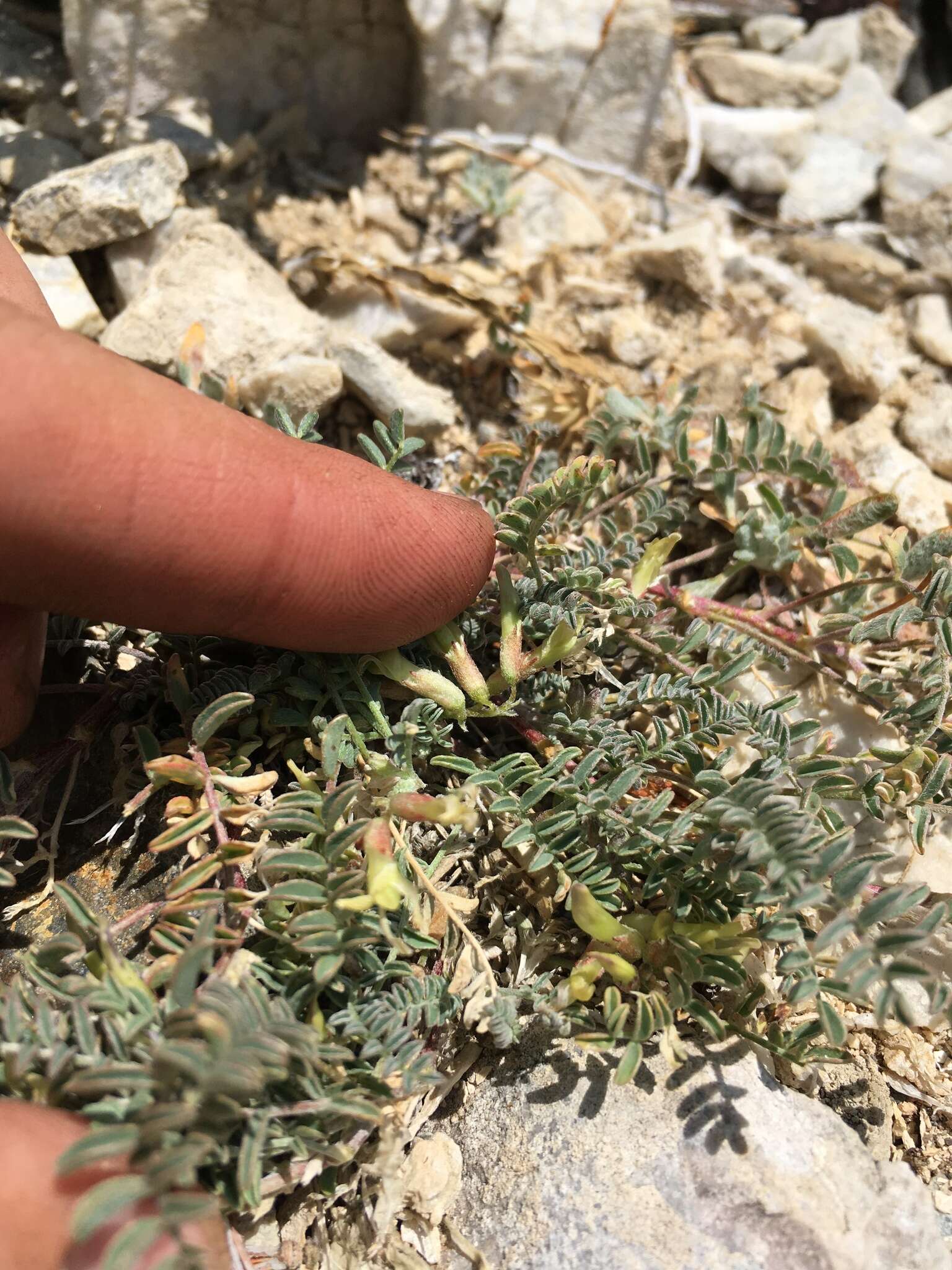 Astragalus lentiginosus var. ineptus (A. Gray) M. E. Jones的圖片