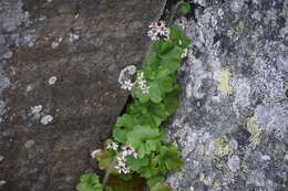 Image of Porsild's Pseudosaxifrage