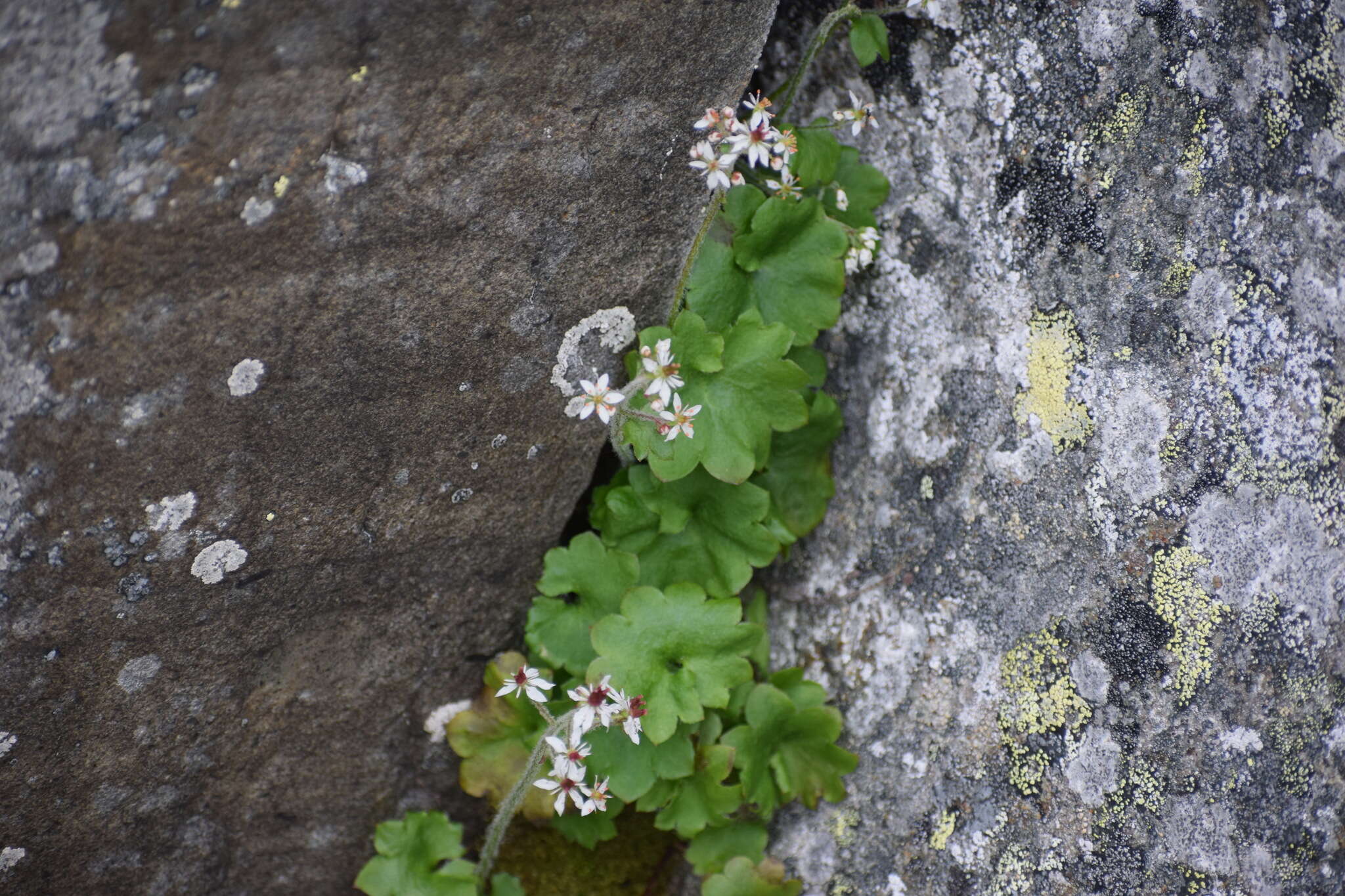 Image of Porsild's Pseudosaxifrage