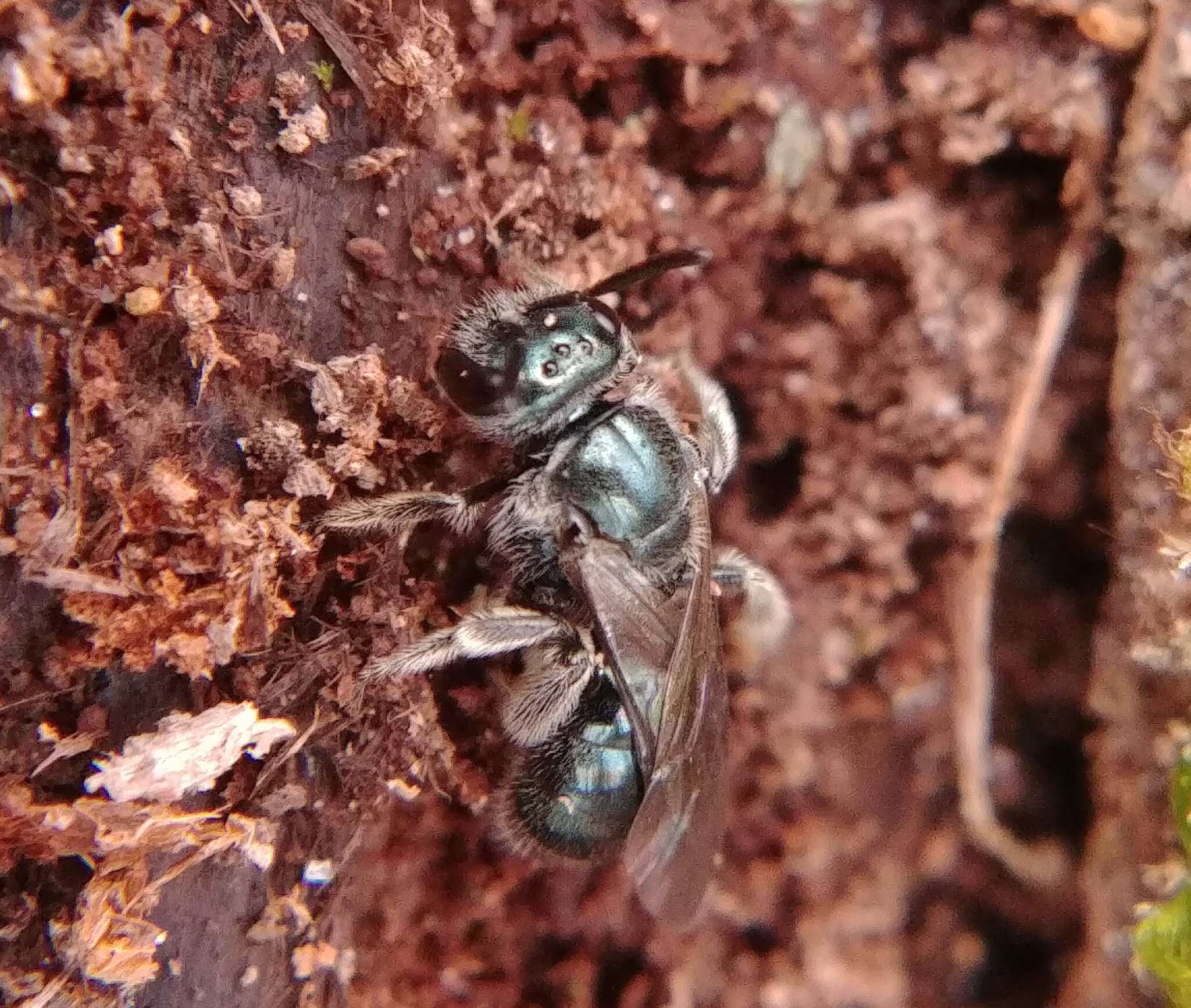 Lasioglossum coeruleum (Robertson 1893) resmi