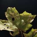 Image of Maple Leafcutter Moth