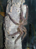 Image of Fringed Ornamental Tarantula