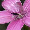 Caladenia emarginata (Lindl.) Rchb. fil. resmi