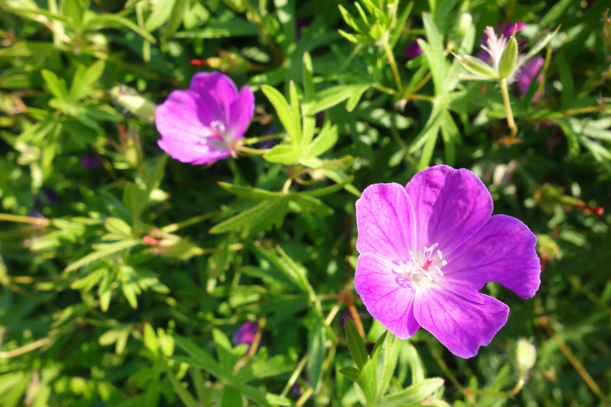 Image of bloody geranium