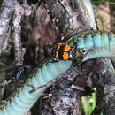 Nicrophorus (Nicrophorus) tomentosus (Weber 1801) resmi