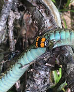 Nicrophorus (Nicrophorus) tomentosus (Weber 1801) resmi