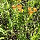 Image of butterfly milkweed