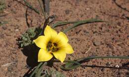 Image of Romulea luteiflora (M. P. de Vos) M. P. de Vos