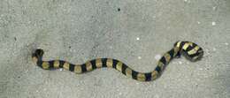 Image of Slender-necked Seasnake