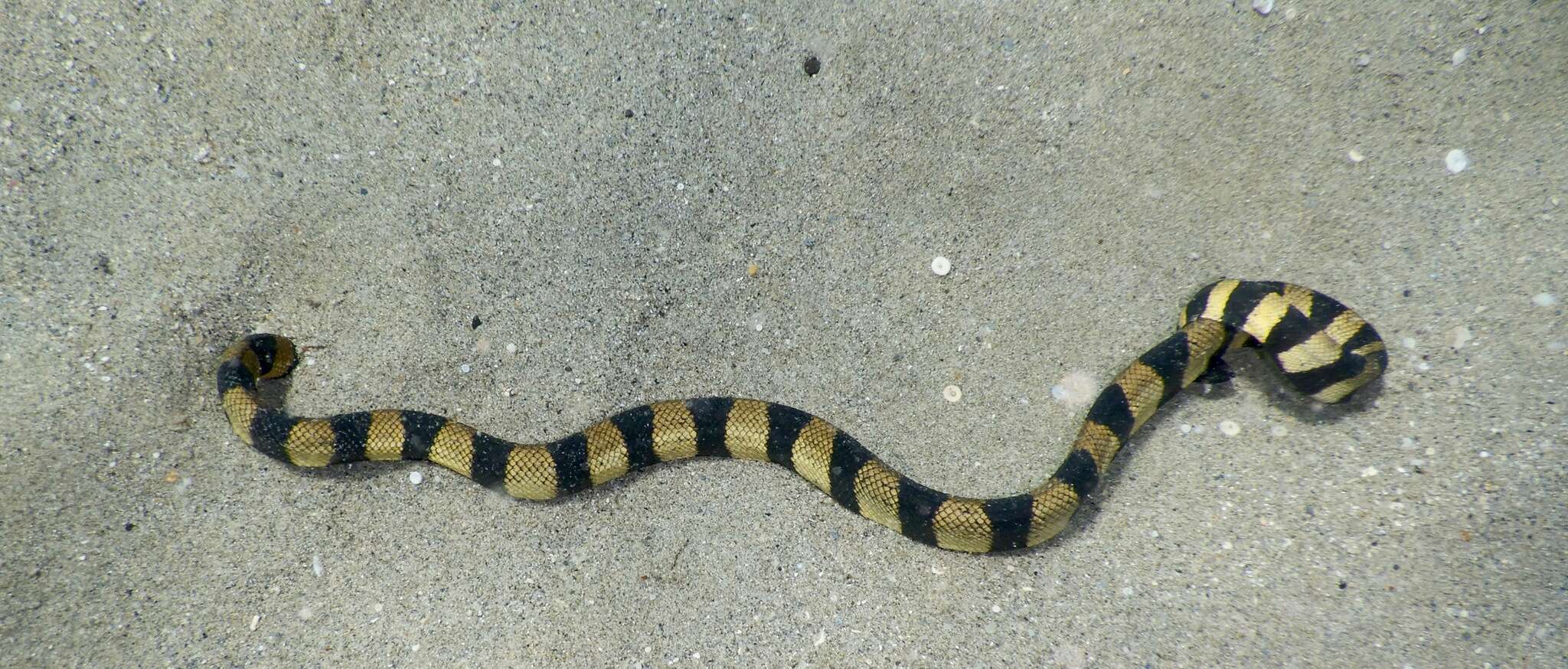 Image of Slender-necked Seasnake