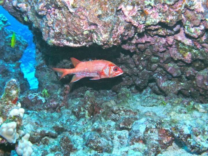 赤鰭棘鱗魚的圖片