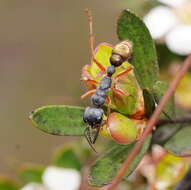 صورة Myrmecia fulviculis Forel 1913