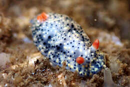 Image of Hypselodoris saintvincentius Burn 1962