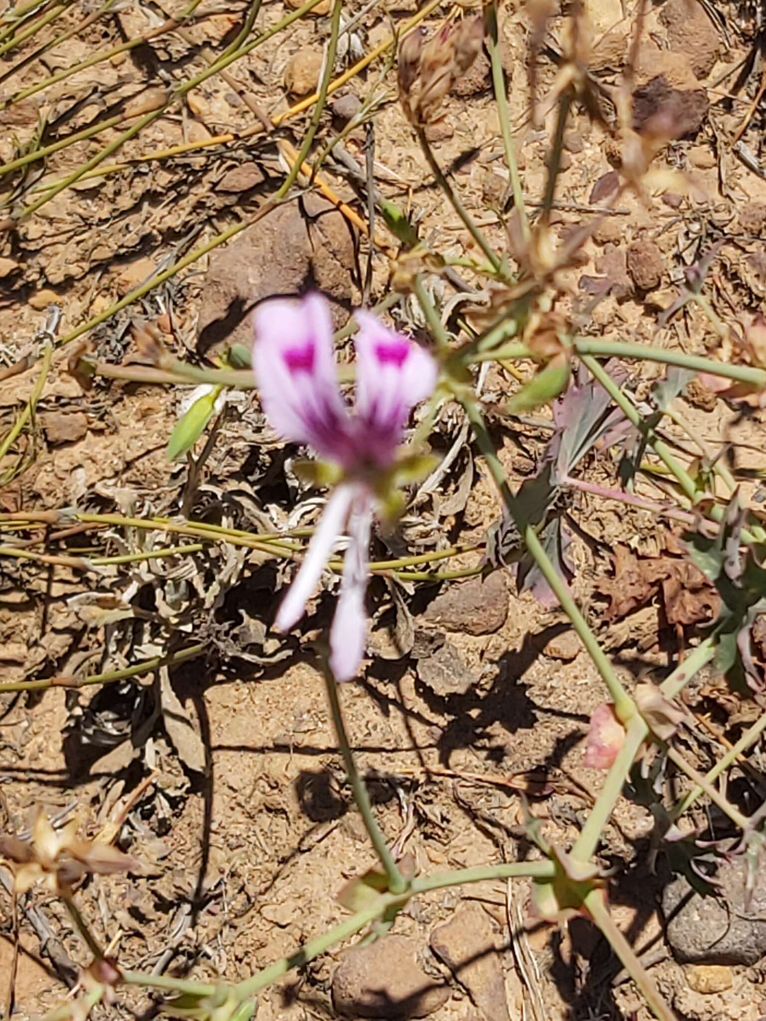 Image of Pelargonium grandiflorum (Andr.) Willd.