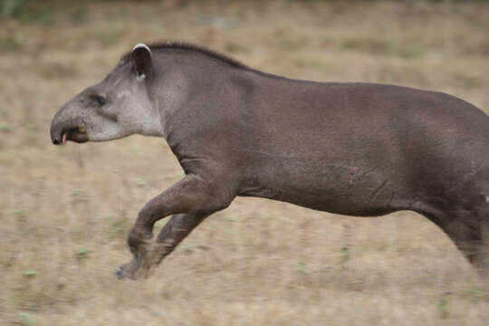 Image of Brazilian Tapir