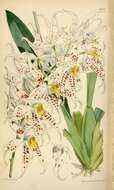 Image of Oncidium cirrhosum (Lindl.) Beer