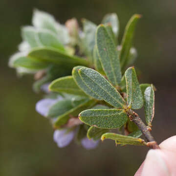 Image of Otholobium obliquum (E. Mey.) C. H. Stirt.