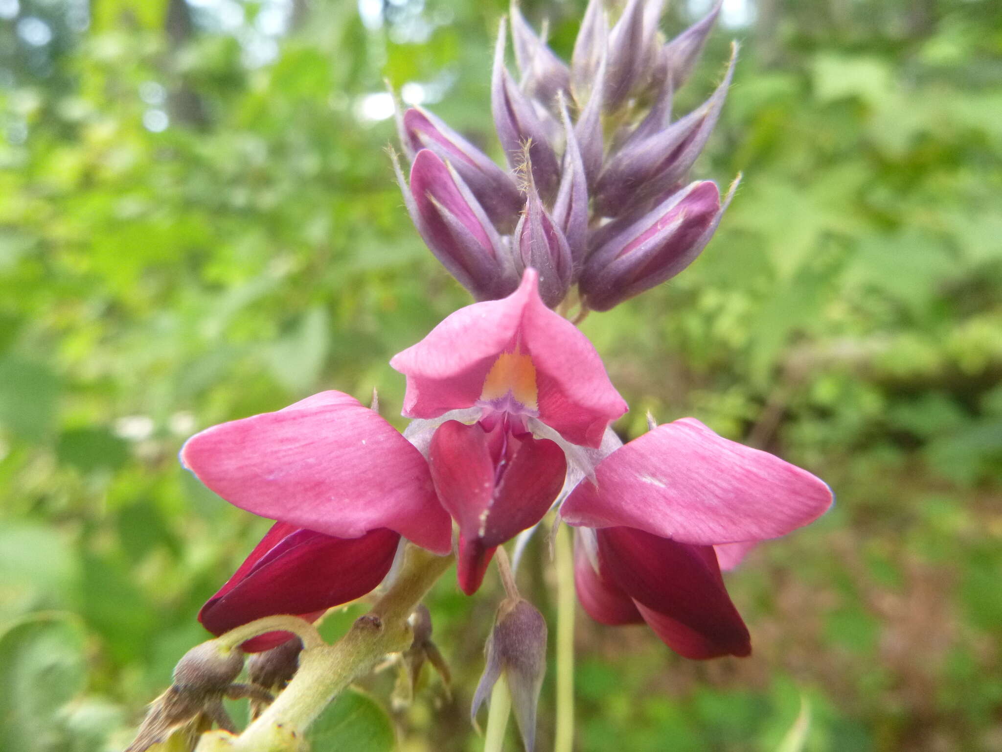 Image de Pueraria montana var. lobata (Willd.) Sanjappa & Pradeep