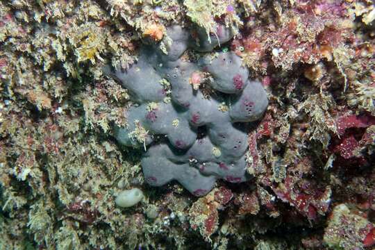 Image of elephant ear sponge