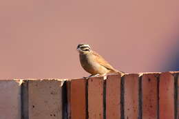 Image of Emberiza capensis reidi (Shelley 1902)