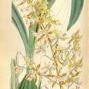 Image of Oncidium constrictum (Lindl.) Beer