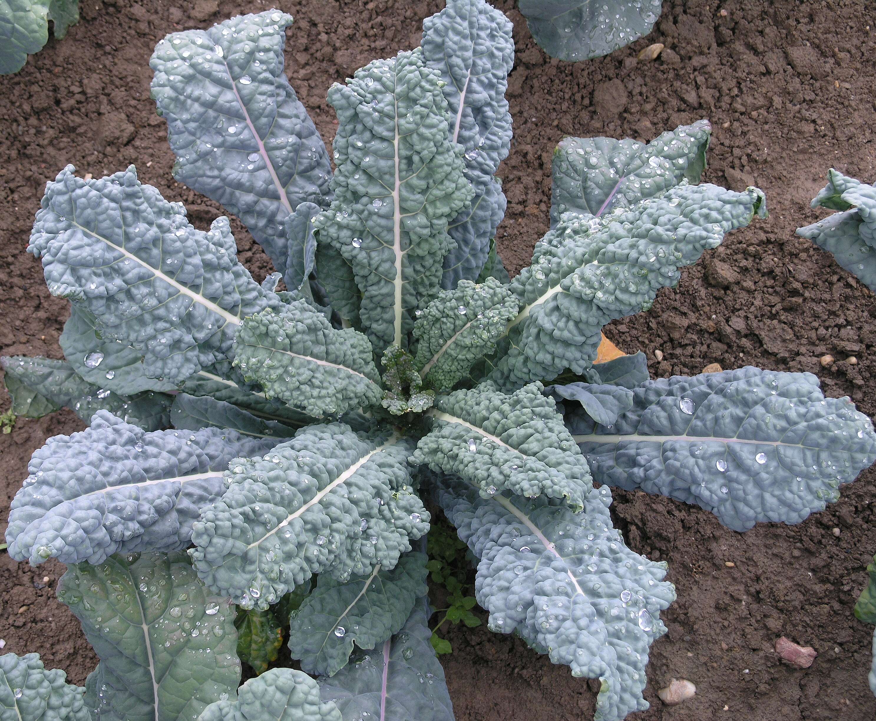 Image of white cabbage