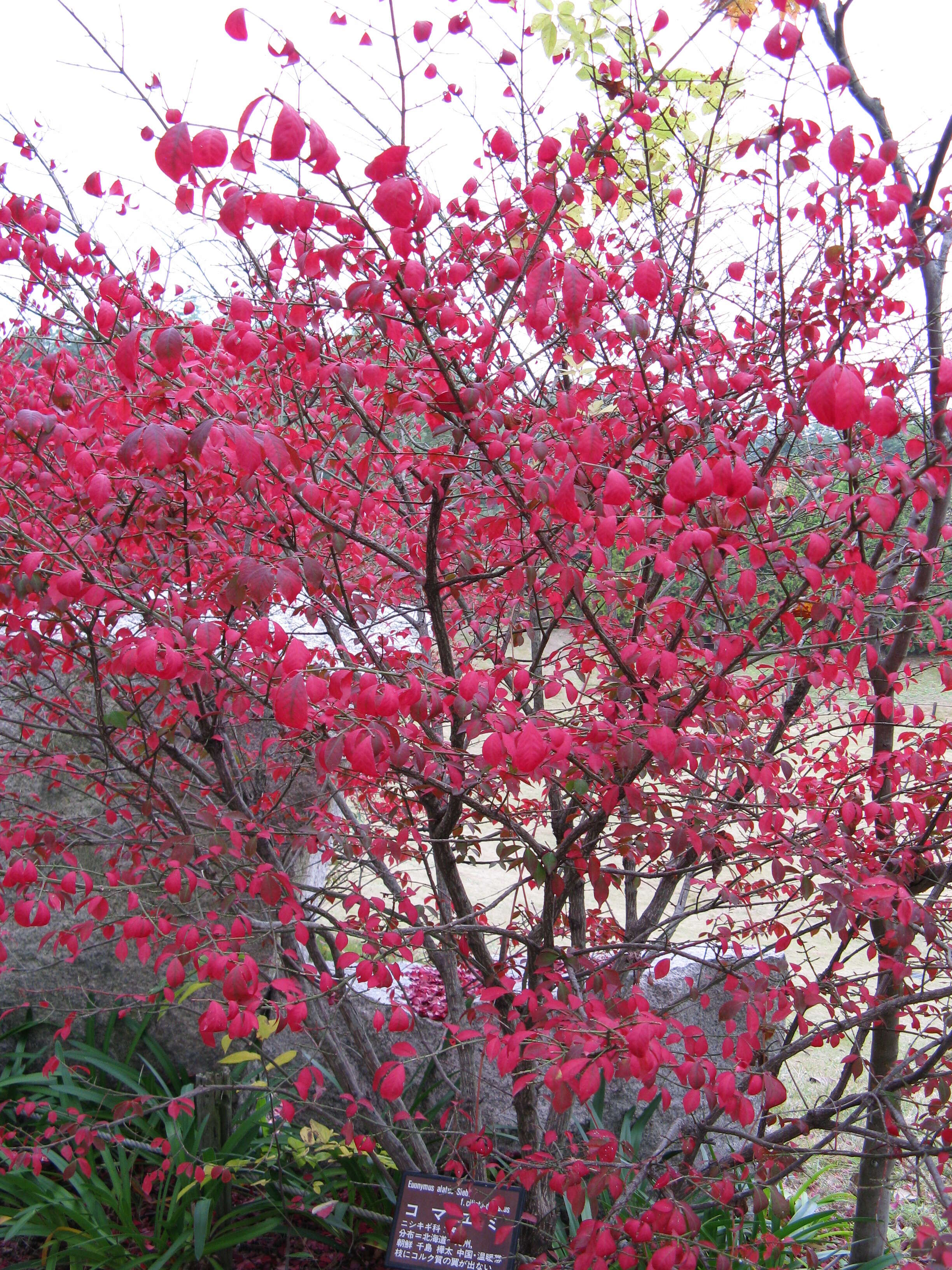 Image de Euonymus alatus (Thunb.) Siebold