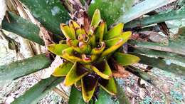 Aechmea nidularioides L. B. Sm.的圖片