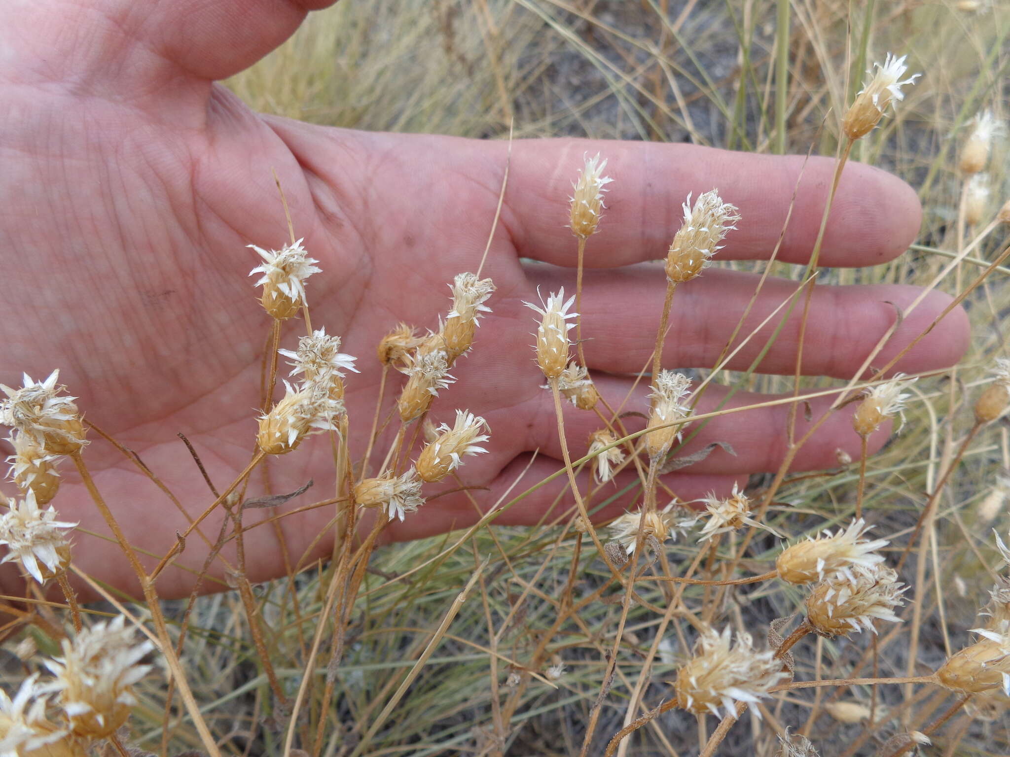 Plancia ëd Klasea erucifolia (L.) Greuter & Wagenitz