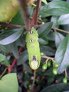 Image of privet hawk-moth