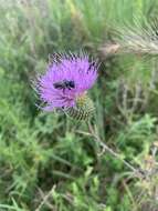 Osmia texana Cresson 1872的图像