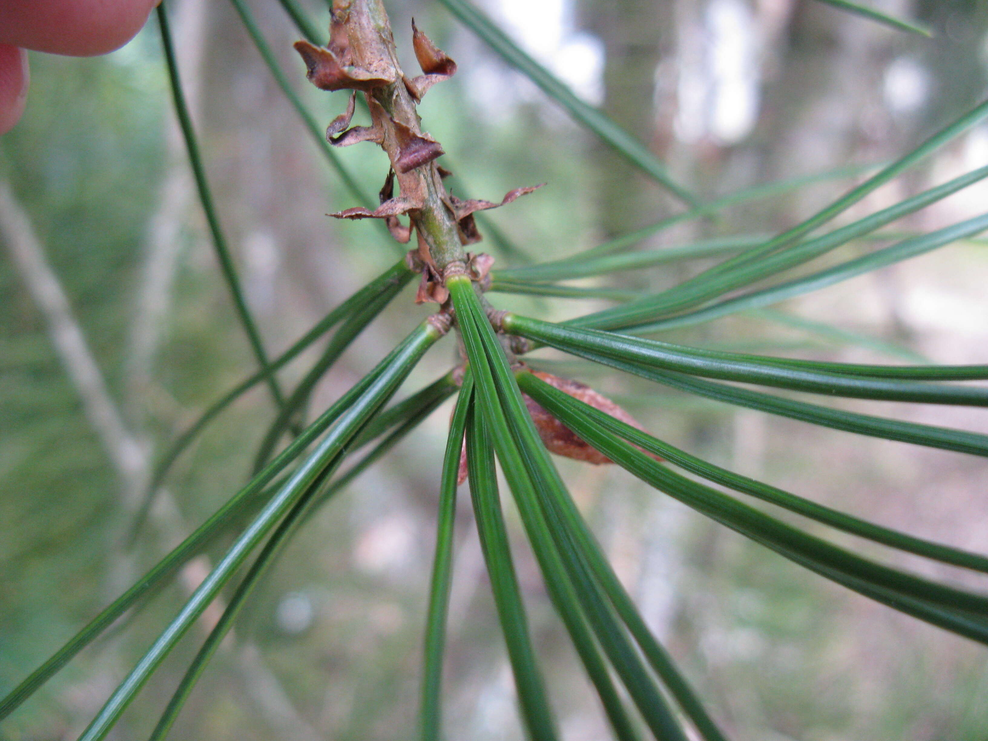 Image of Bunge's pine