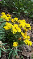 Image of Crepis chrysantha (Ledeb.) Turcz.