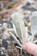 Image of Phlomis crinita Cav.